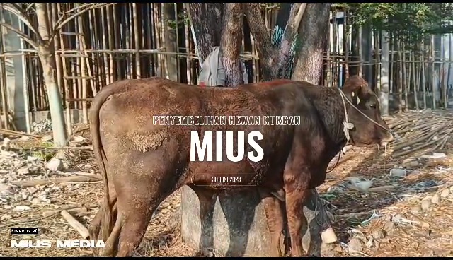 Read more about the article Yayasan Sabilillah Gelar Qurban dalam Rangka Hari Raya Idul Adha 1444 H